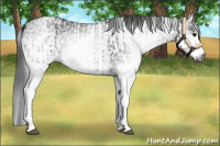 Horse Color:Gray White Spotted Black  and Gray White Spotted Black Rabicano 