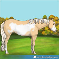 Horse Color:Palomino Frame