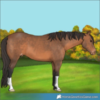 Horse Color:Bay Appaloosa 