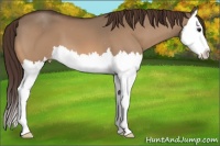 Horse Color:Bay Dun Splash Appaloosa 