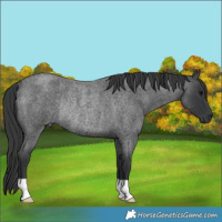Horse Color:Blue Roan Rabicano