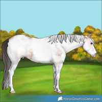 Horse Color:White Spotted Bay Dun 