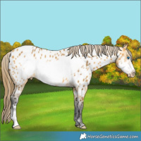 Horse Color:Buckskin Frame Appaloosa 