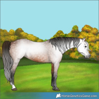 Horse Color:Gray Bay 