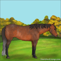 Horse Color:Bay Rabicano