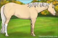 Horse Color:Silver Amber Cream Champagne Dun Rabicano 
