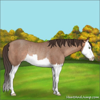 Horse Color:Sable Champagne Splash Rabicano