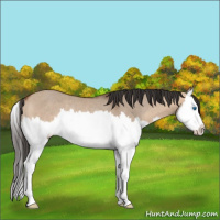 Horse Color:Bay Dun Splash Rabicano 