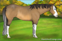Horse Color:Buckskin Splash Rabicano 