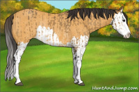Horse Color:Buckskin Sabino Splash Rabicano  and Buckskin Splash Rabicano 