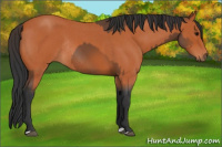 Horse Color:Bay Sabino Rabicano  and Bay Roan Rabicano 