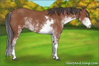 Horse Color:Bay Sabino Rabicano 