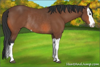 Horse Color:Bay Splash Rabicano 