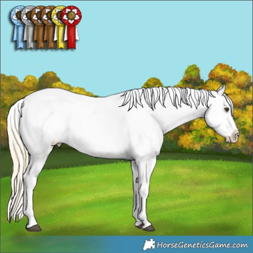 Horse Color:Palomino Dun Appaloosa 