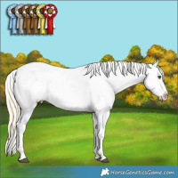 Horse Color:Palomino Dun Blanket 