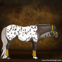 Horse Color:Silver Brown Appaloosa Rabicano 