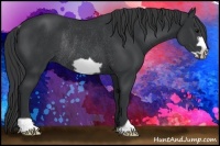 Horse Color:Black Frame Rabicano 