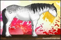 Horse Color:White Spotted Black