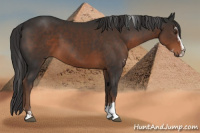 Horse Color:Liver Chestnut Sabino