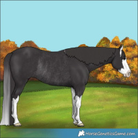 Horse Color:Smoky Black Splash Rabicano