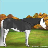Horse Color:Black Sabino Splash 