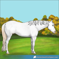 Horse Color:Gold Champagne Roan Dun Splash Tobiano Appaloosa Rabicano 