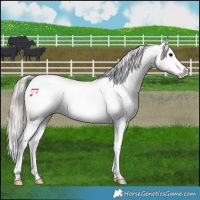 Horse Color:Silver Blue Roan Splash Tobiano Varnish 