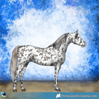Horse Color:Grullo Appaloosa 