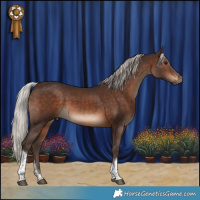 Horse Color:Silver Brown Tobiano 