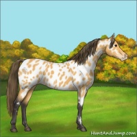 Horse Color:Buckskin Appaloosa 