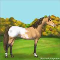 Horse Color:Buckskin Appaloosa 