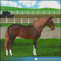 Horse Color:Liver Chestnut Tobiano 