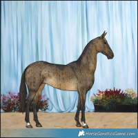Horse Color:Buckskin Dun Brindle 