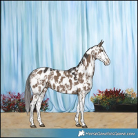 Horse Color:Liver Red Dun Sabino Near Leopard 