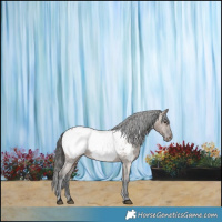 Horse Color:Liver Red Dun Appaloosa 