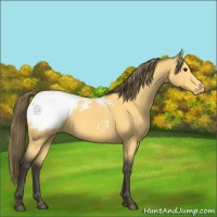 Horse Color:Buckskin Appaloosa 