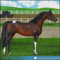 Horse Color:Brown Tobiano 