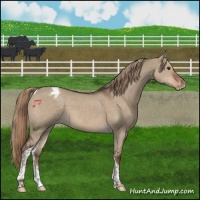 Horse Color:Liver Red Dun Tobiano Varnish 