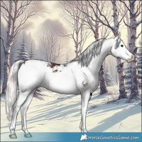 Horse Color:Liver Chestnut Mushroom Sabino Splash 