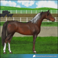 Horse Color:Liver Chestnut Tobiano 
