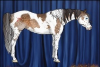 Horse Color:Buckskin Splash Tobiano Rabicano