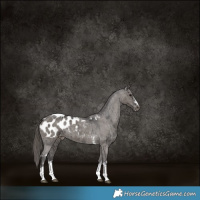 Horse Color:Smoky Grullo Sabino Appaloosa Brindle 