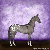Horse Color:Grullo Appaloosa Rabicano Brindle 