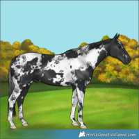 Horse Color:White Spotted Black Tobiano 