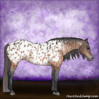 Horse Color:Bay Appaloosa  and Brown Appaloosa 