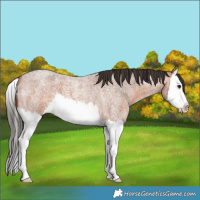 Horse Color:Bay Roan Splash 