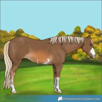 Horse Color:Chocolate Palomino 