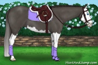 Horse Color:Smoky Blue Roan Splash