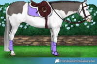 Horse Color:Smoky Grullo Splash 