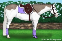 Horse Color:Silver Grullo Splash Rabicano 